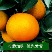 四川夹江爱媛38号果冻橙红美人柑橘桔子橙子当季现摘净果9斤